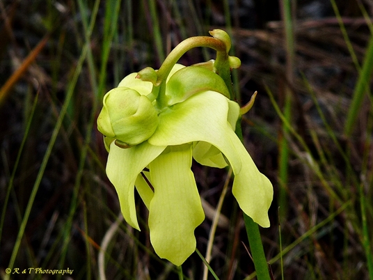 {Sarracenia minor}
